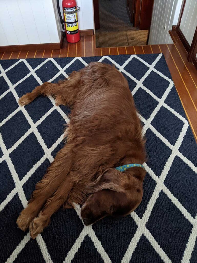 Tessa resting on new rugs