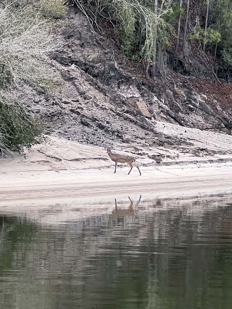 Deer on West Bay Creek, GICW