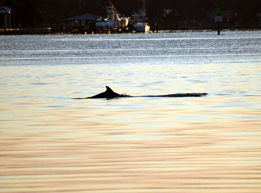 Dolphins in the morning at New Smyrna Beach City Marina