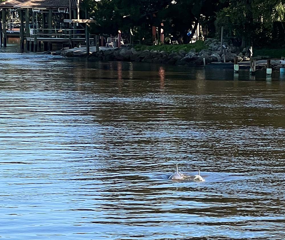 Dolphins on ICW Matanzas River as we were leaving Palm Coast Marina
