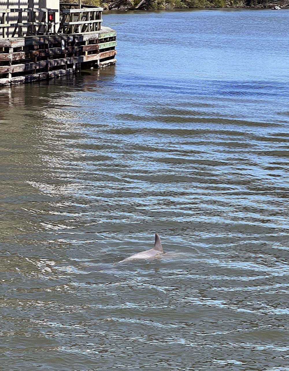 Haulover Canal Bridge Dolphin