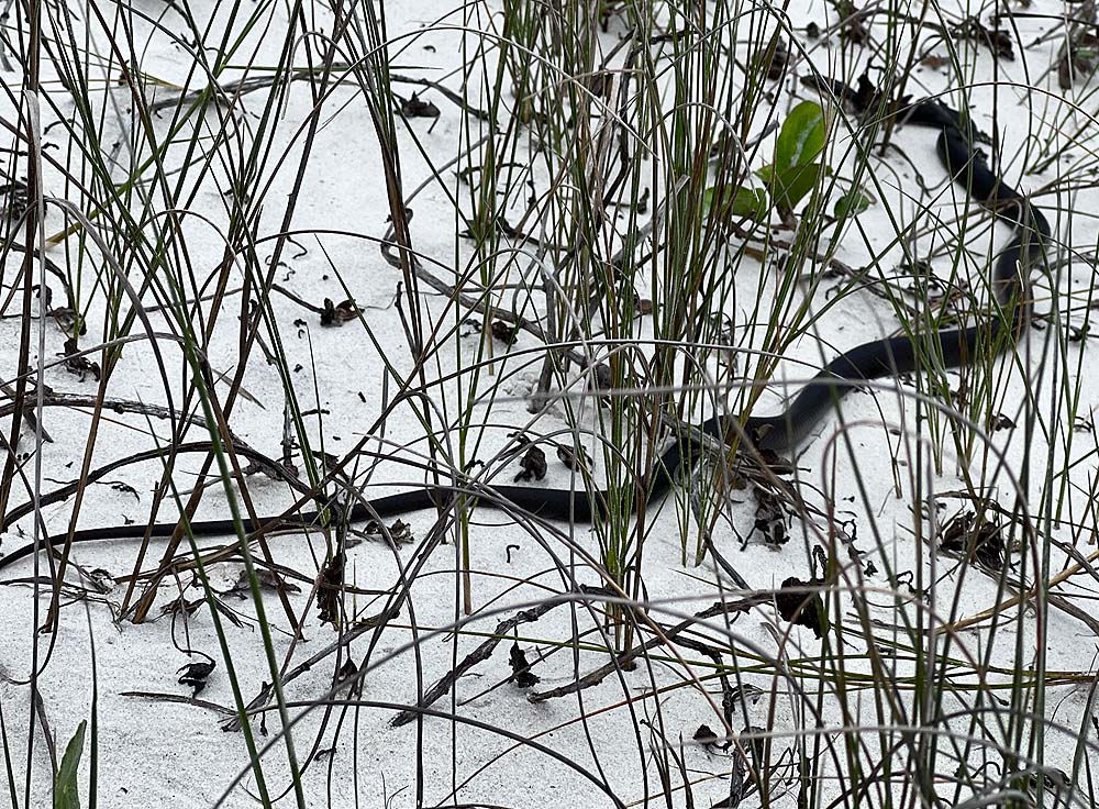 Black Racer snake on our walk at the beach