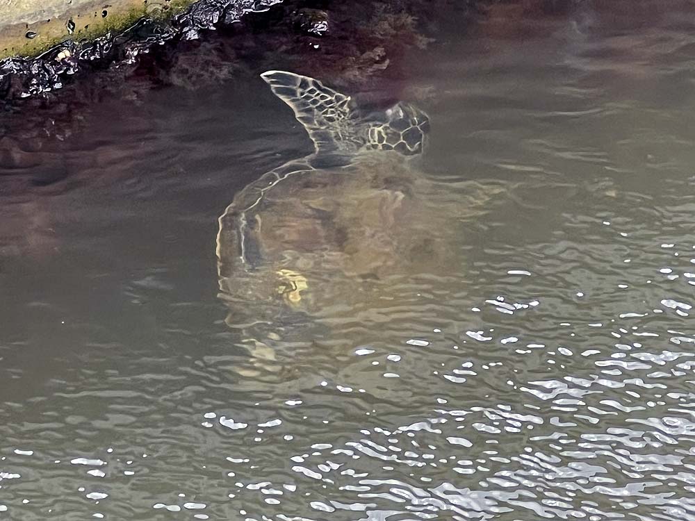 Our juvenile sea turtle at the back of Lollipop