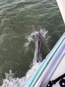 Dolphins on the Bow while leaving Little Shark River