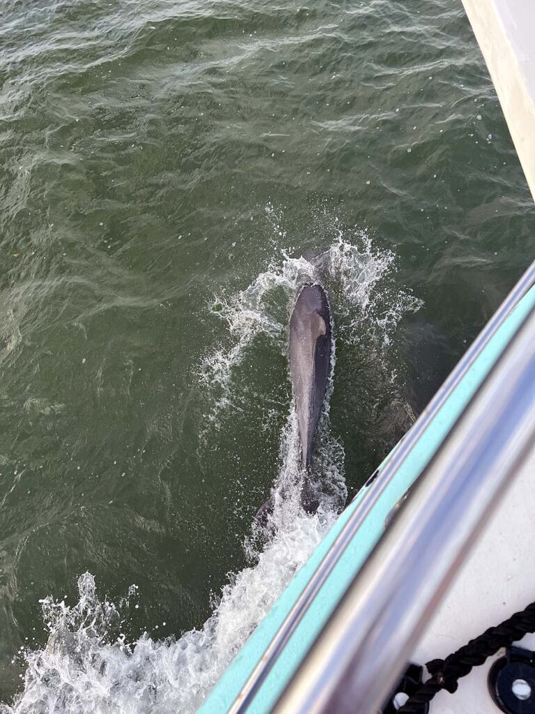Dolphins on the Bow while leaving Little Shark River