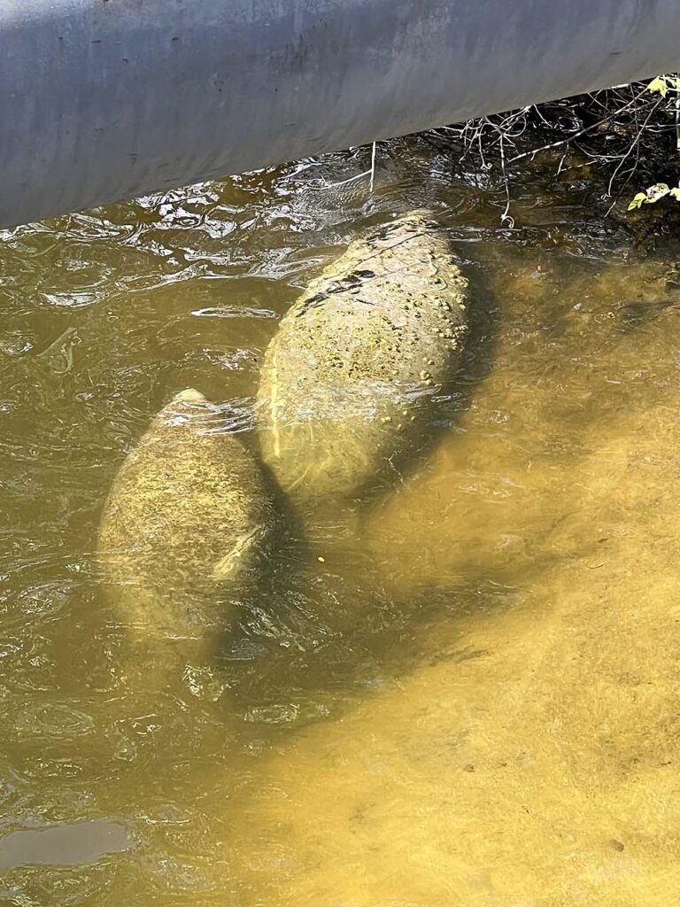 Mother and Baby Manatee