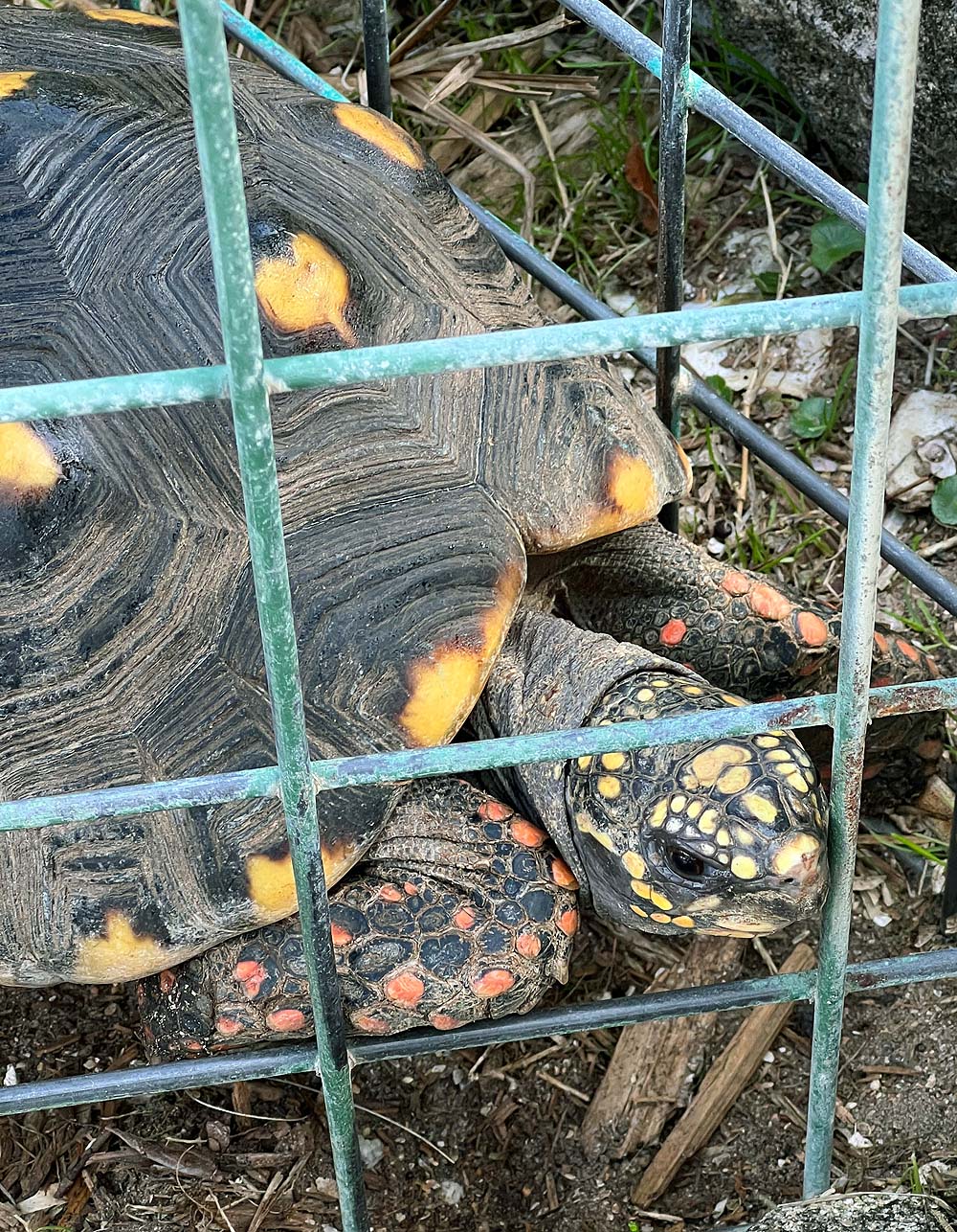 Red-footed tortoises