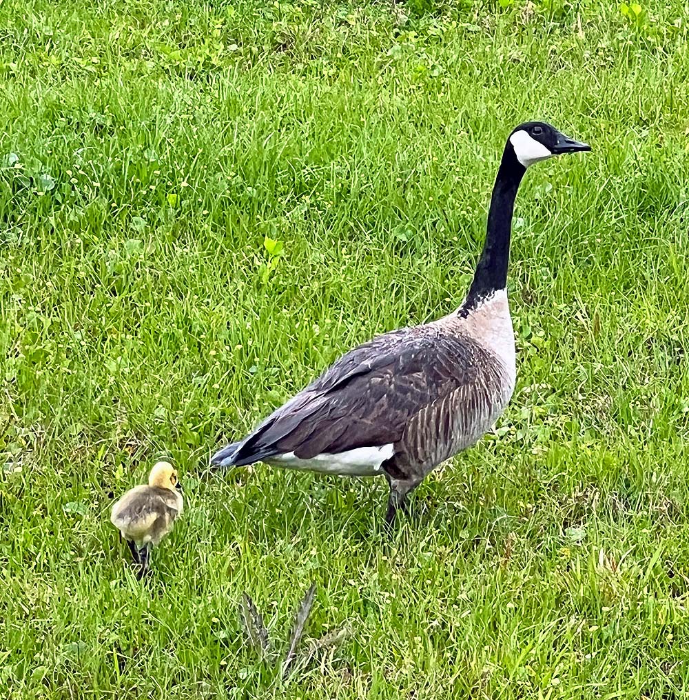 Mama and Baby Goose